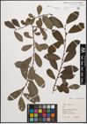 Foto von Salix cinerea L.